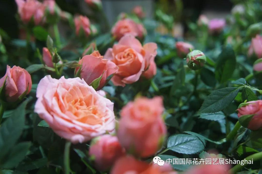 18广州国际盆栽植物及花园花店用品展盛大开展 上海国展展览中心有限公司官方网站