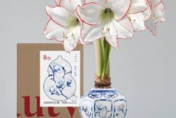 图1 上海园林“青花白玉”朱顶红蜡球礼盒