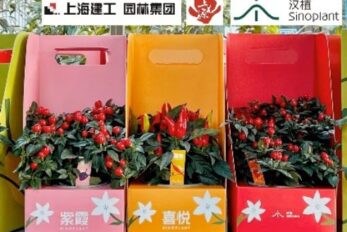 图2 上海园林“上花源”多款观赏辣椒