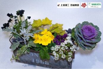 图3 上海园林“上花源”限量版迷你羽衣甘蓝组合盆栽